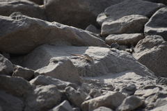 Microlophus