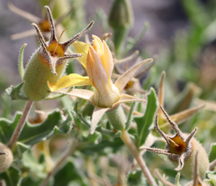Mentzelia oligosperma
