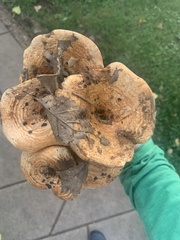 Lactarius psammicola