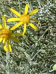 Senecio flaccidus