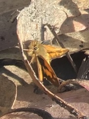 Ochlodes sylvanoides