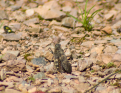 Trimerotropis verruculata