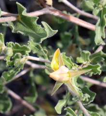 Mentzelia oligosperma
