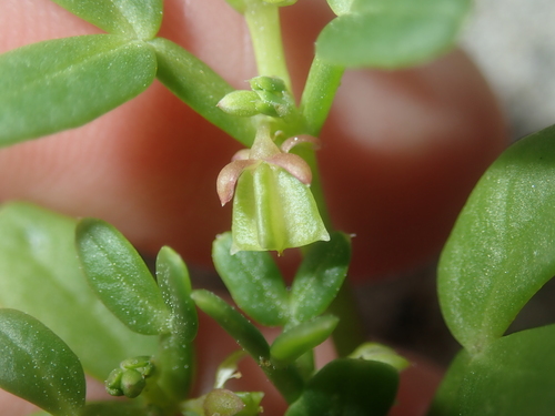 Image of White Twinleaf (Roepera similis) by (c) Thomas Mesaglio, some rights reserved (CC BY)