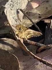 Ochlodes sylvanoides