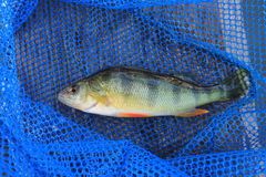 Perca flavescens