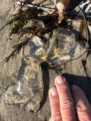 Chrysaora fuscescens