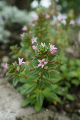 Lysimachia mauritiana