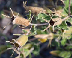 Mentzelia oligosperma