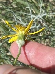 Senecio flaccidus