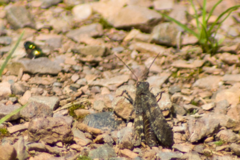 Trimerotropis verruculata