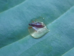 Barypeithes pellucidus