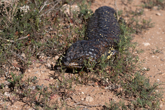 Tiliqua rugosa