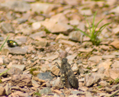 Trimerotropis verruculata