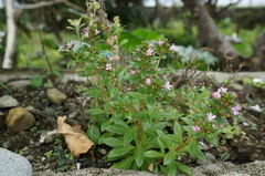 Lysimachia mauritiana