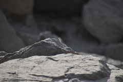 Microlophus
