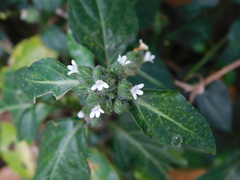 Lepidagathis formosensis