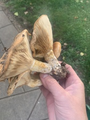 Lactarius psammicola