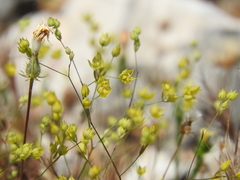 Bupleurum gracile