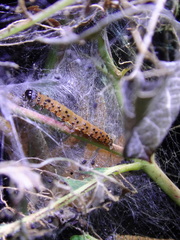 Pyraustinae