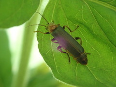 Cantharis