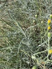 Senecio flaccidus