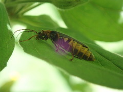 Cantharis