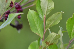 Aronia