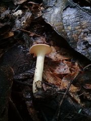 Agaricales