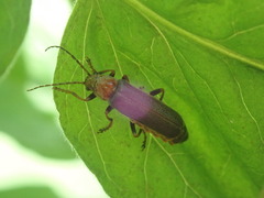 Cantharis