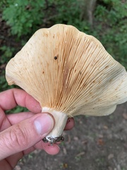 Lactarius psammicola