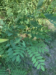 Robinia pseudoacacia