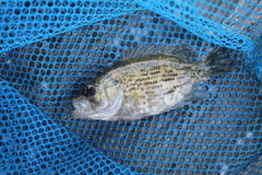 Ambloplites rupestris