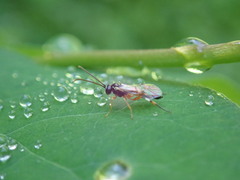 Ichneumonoidea