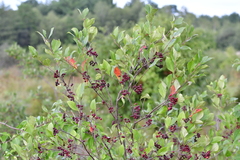 Aronia
