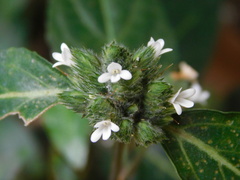 Lepidagathis formosensis