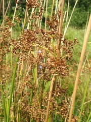 Juncus effusus