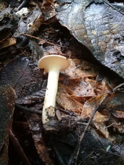 Agaricales