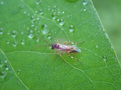 Ichneumonoidea