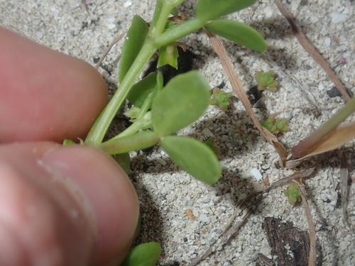 Image of White Twinleaf (Roepera similis) by (c) Thomas Mesaglio, some rights reserved (CC BY)