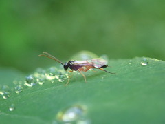 Ichneumonoidea