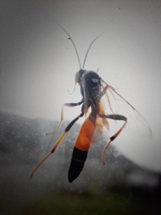 Therion circumflexum