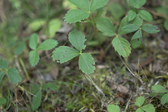 Fragaria