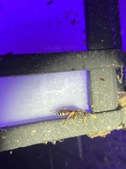 Ichneumon ambulatorius