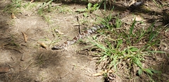 Lampropeltis triangulum