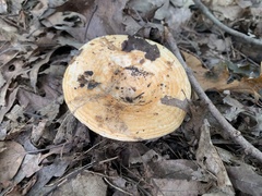 Lactarius psammicola