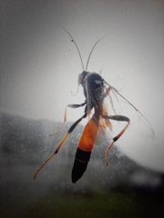 Therion circumflexum