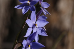 Thelymitra purpurata