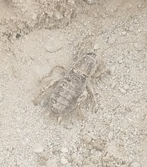 Cyphoderris