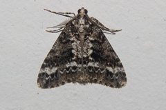 Pseudocoremia leucelaea